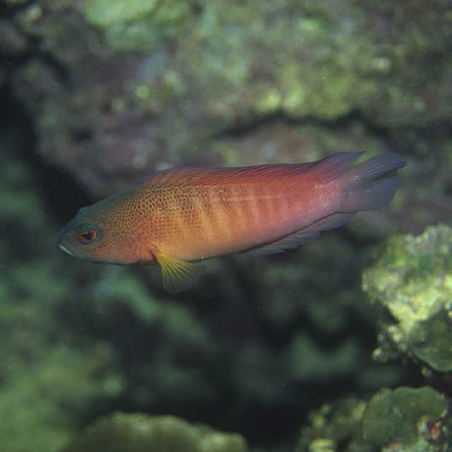 Labracinus cyclophthalmus